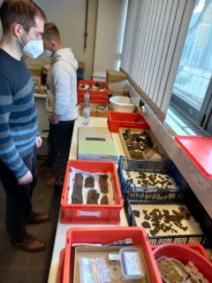 In den Räumen der Naturhistorischen Gesellschaft Nürnberg (NHG) liegen die Funde zur Beprobung bereit.